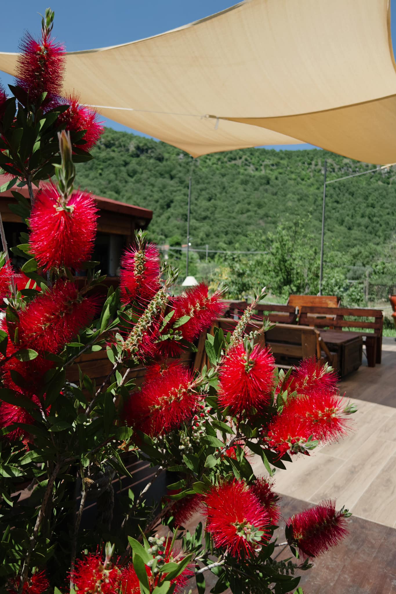 Fiori rossi a BeeKind